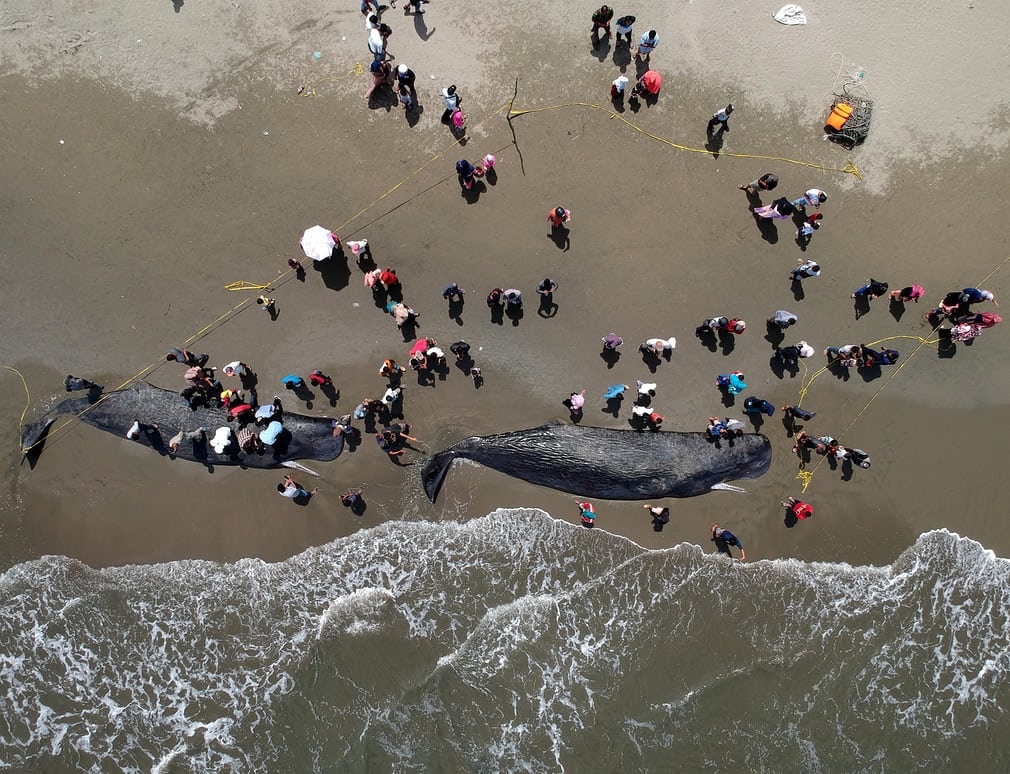 تصاویر | نجات ۶ نهنگ به گل نشسته در سواحل اندونزی